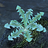 Nirnroot Salad