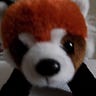 Red Panda Medium Writer - @abeille Profile image