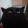 BatCat