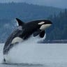 Orcas Medium Writer - @orcasnah Profile image