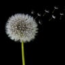 Behold The Dissident Dandelion
