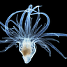 Reefs and Research