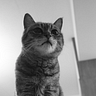 Mangoose cat