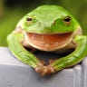 Freditor