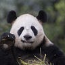 Panda Pro Pandas