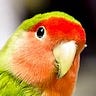 The Parrot Medium Writer - @thewayisgray Profile image