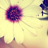 Apple Rosee