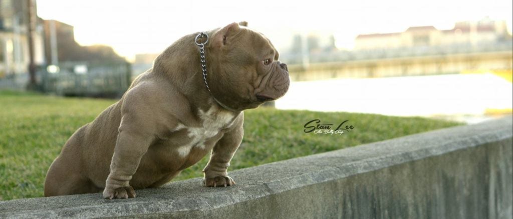 American bully dog - characteristic, appearance and pictures