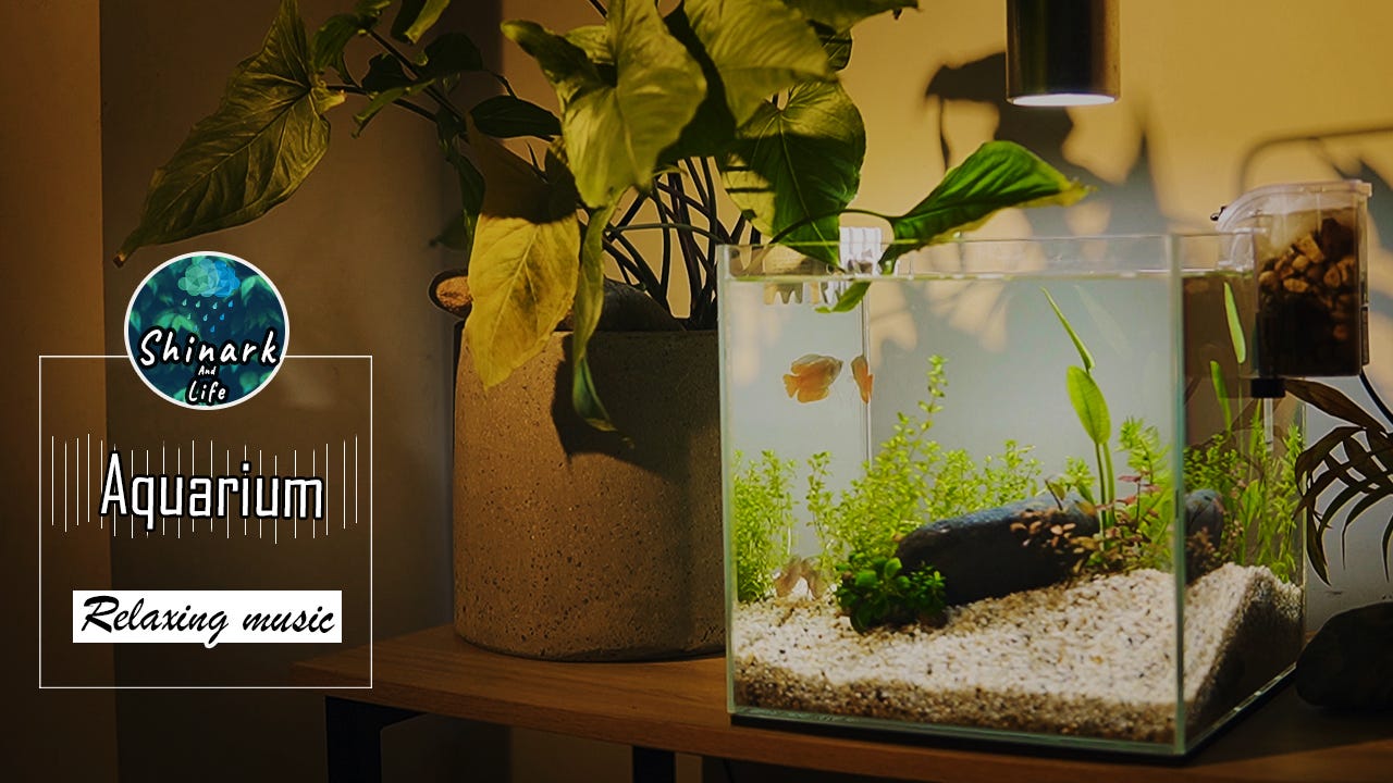 Simple Aquarium fish tank Relaxing music with water natural sounds aquarium  | #1 - ShinarkAndLife - Medium