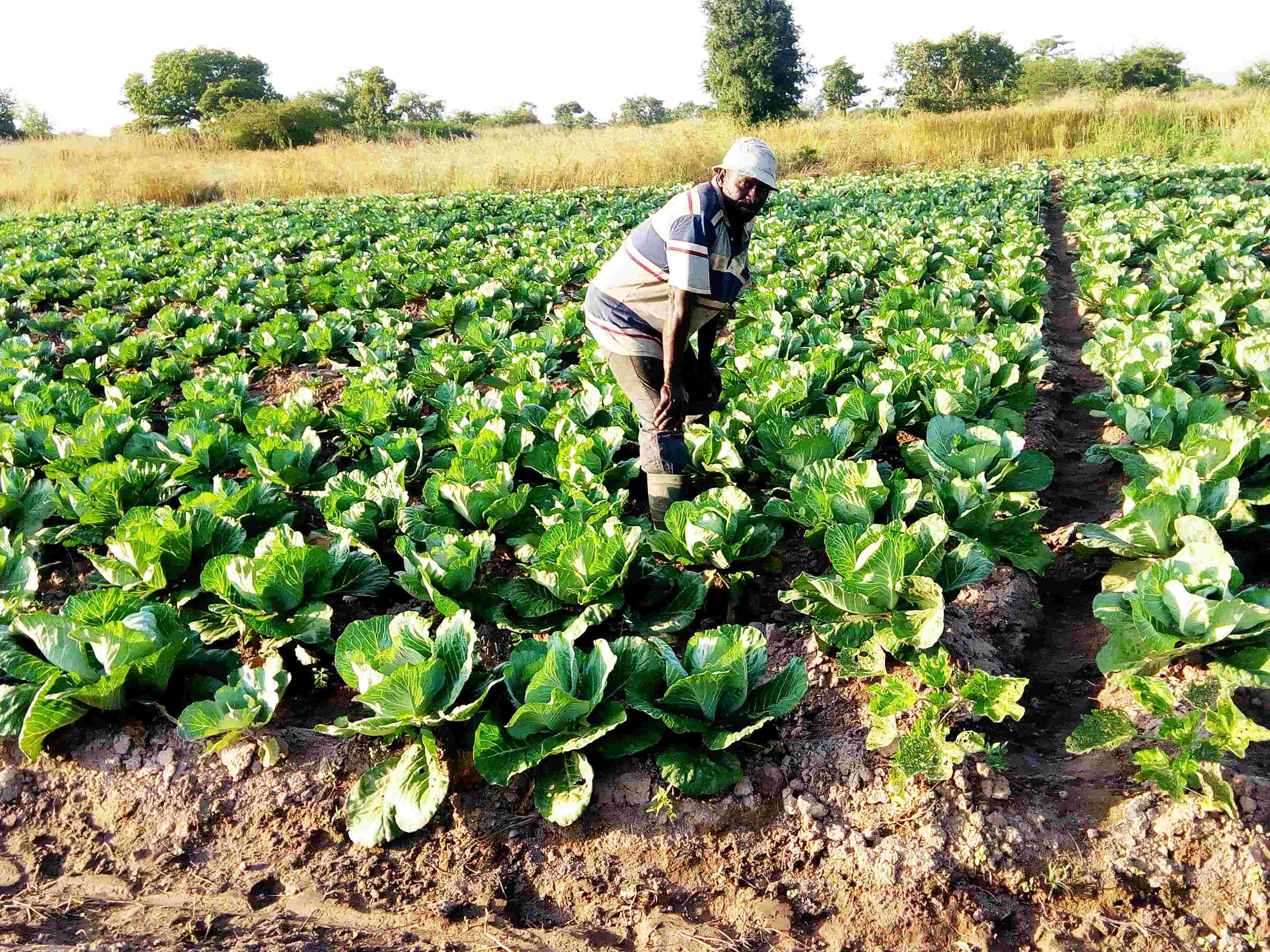 Solar-Powered Irrigation: A Boost for Farming Productivity