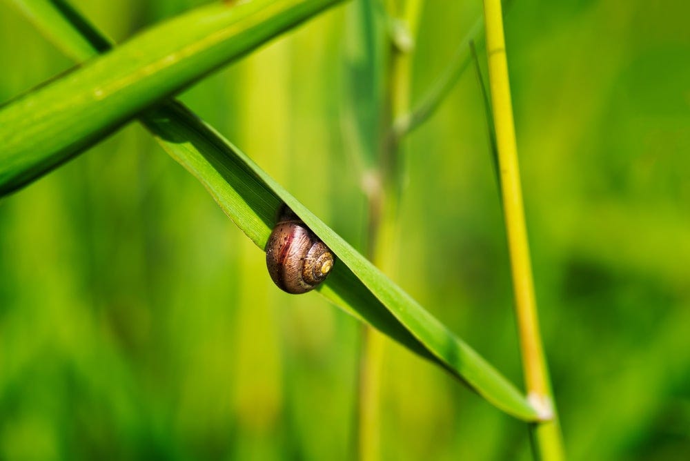 Why a Snail Can Sleep For 3 Years Straight by Bruno Rojas Lopez