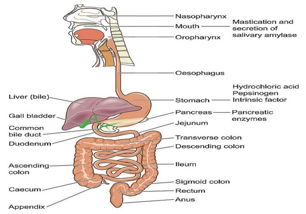 Digestion, Anatomy, Processes & Enzymes