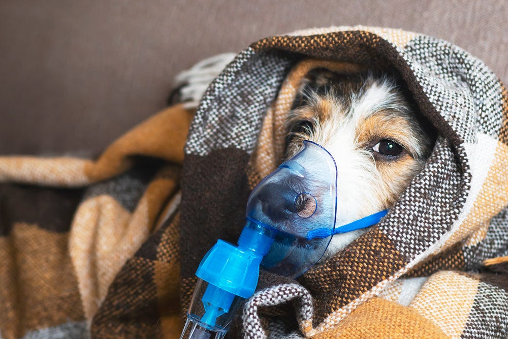 Labored Breathing in Dogs (Dog Shortness of Breath)Symptoms, Causes