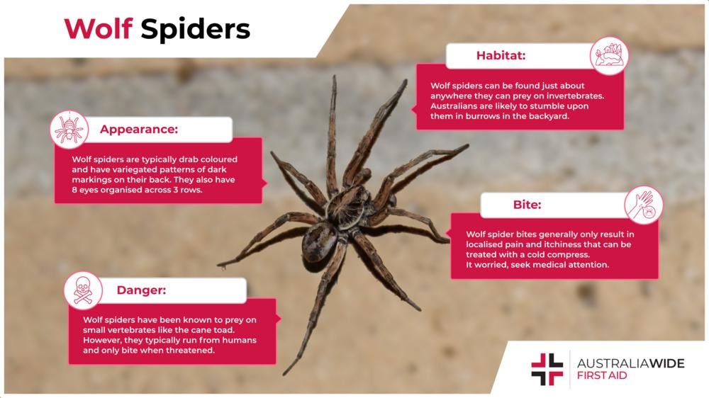 Wolf spiders: Behavior, bites and other facts