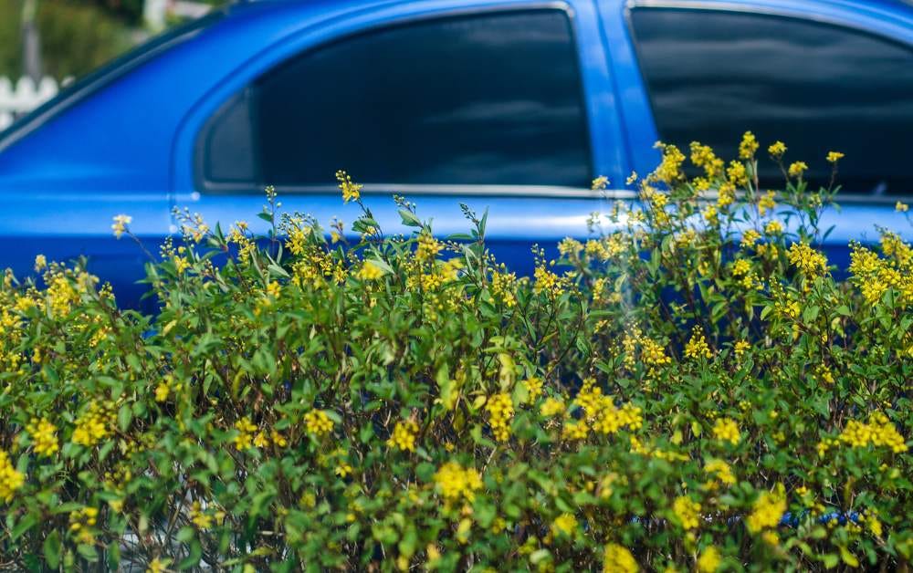 How Much Car Registration Renewal Costs A Comprehensive Guide Carnewsworld Medium