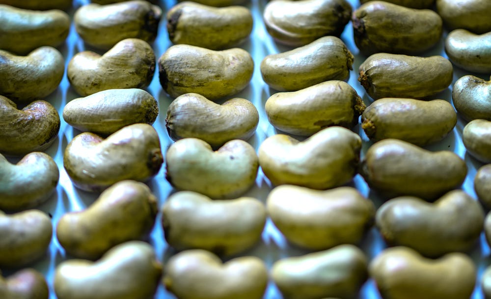 Raw Cashew Nut Supply Shortage and Price Fluctuations Continue by