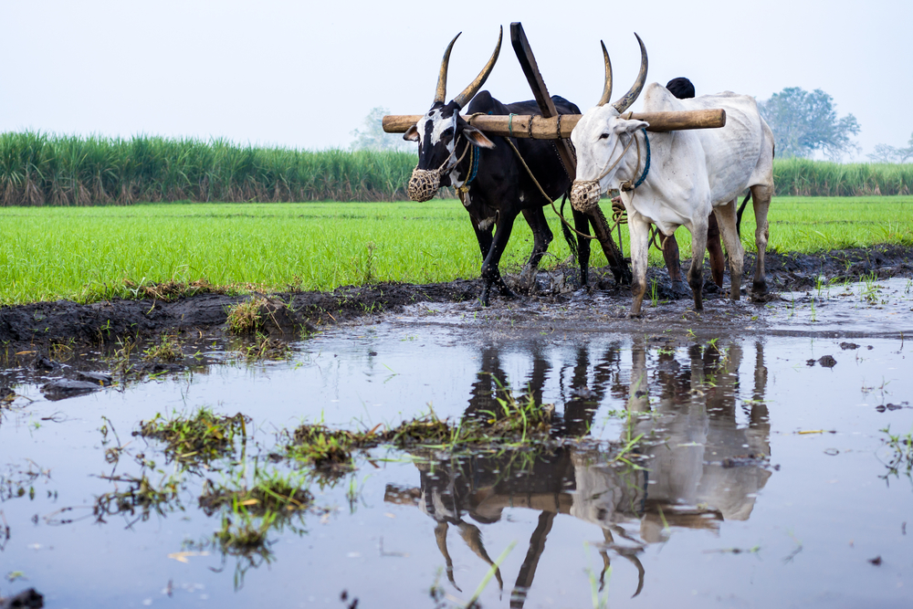 what-is-zero-budget-natural-farming-by-rudramuni-swamy-h-m