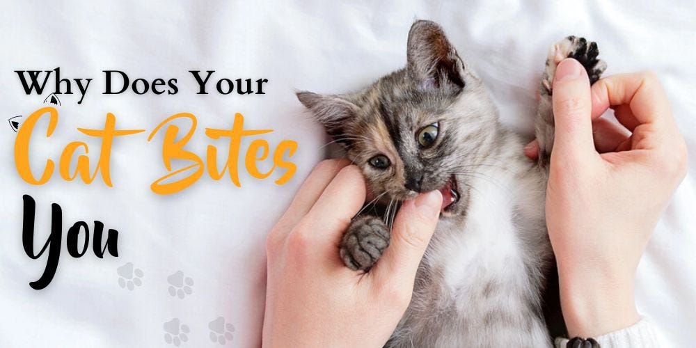 Why Does Your Cat Bite You. Biting is common among cats and can… by