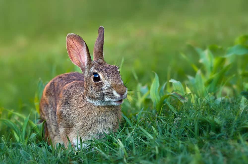 Can the Gotland Rabbit Breed Survive? - Backyard Bunny News - Medium