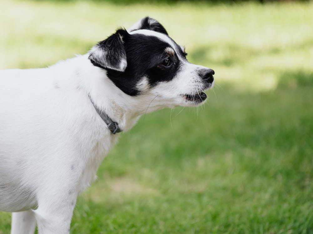 Image showcasing Why is My Dog Barking Excessively? Uncover the Secrets | by Fran R ...