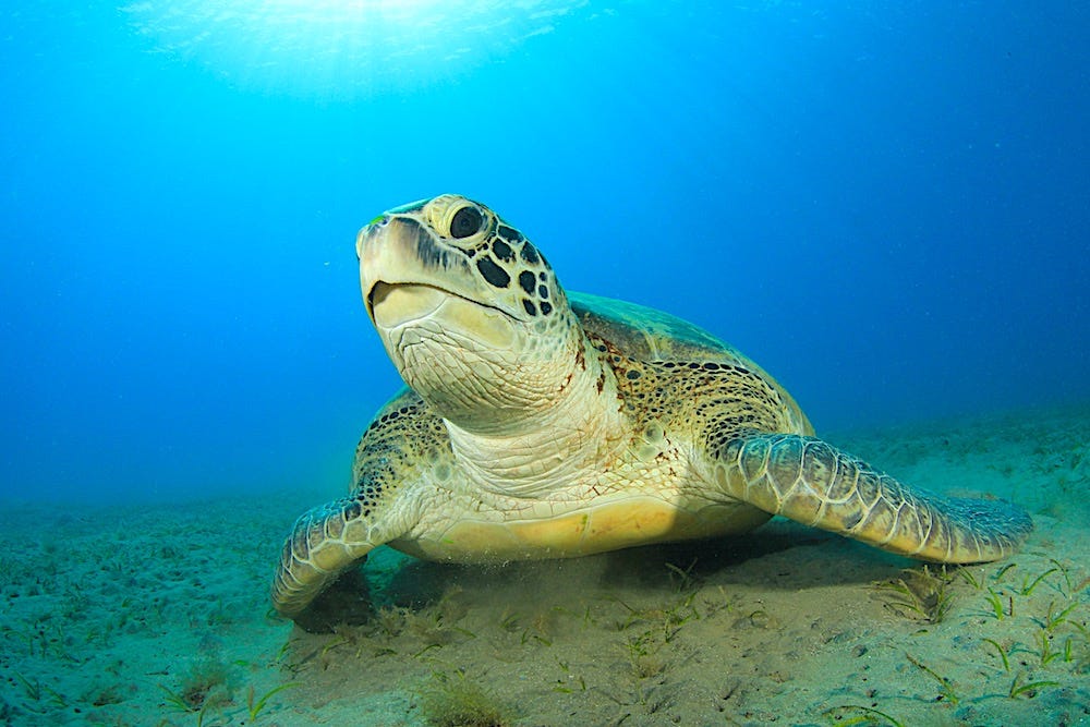 Role of turtles in marine ecosystems Turtle Island