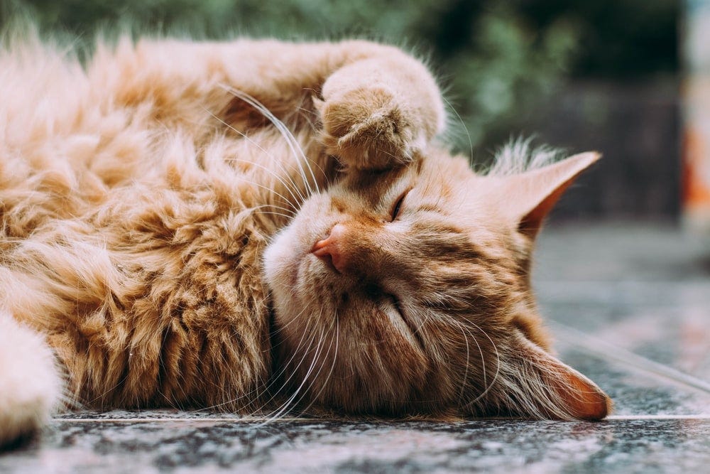 Why Do Cats Sleep So Much Why Is My Cat Always Sleeping By Bostan Andrei Medium