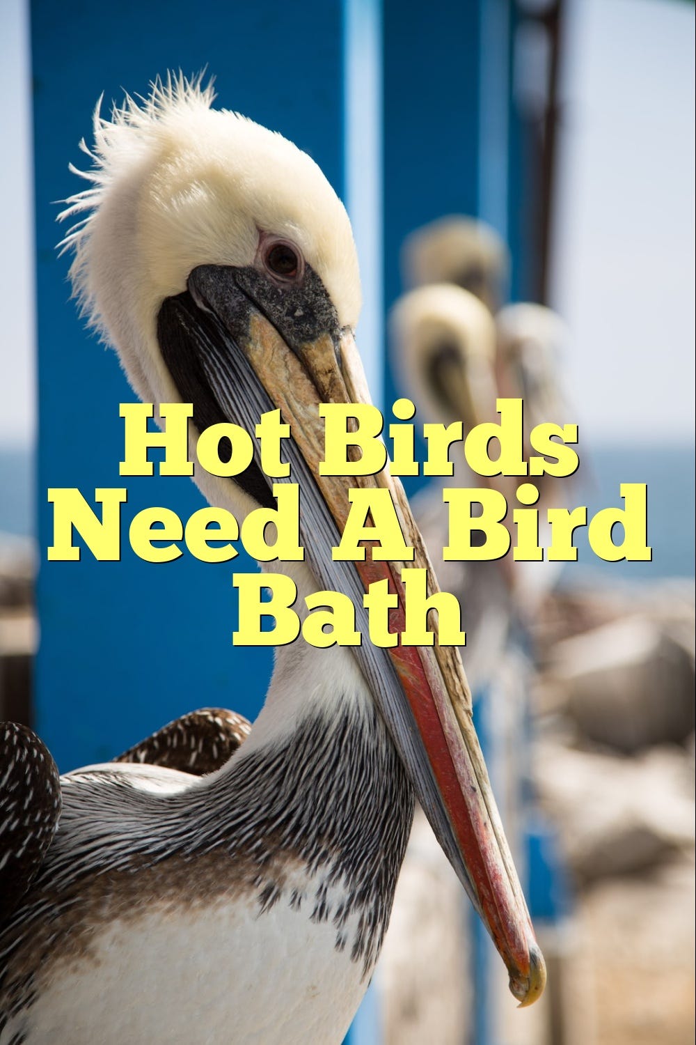 Hot Birds Need A Bird Bath by Birdsquestions Medium