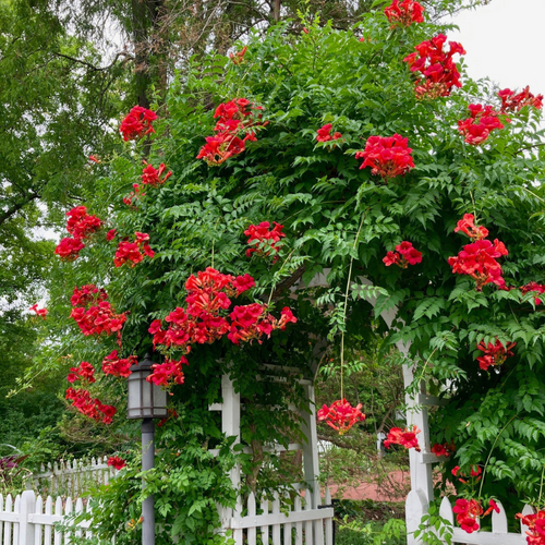 Making a Gorgeous Garden with Native Plants | by Tammy Sons | Medium