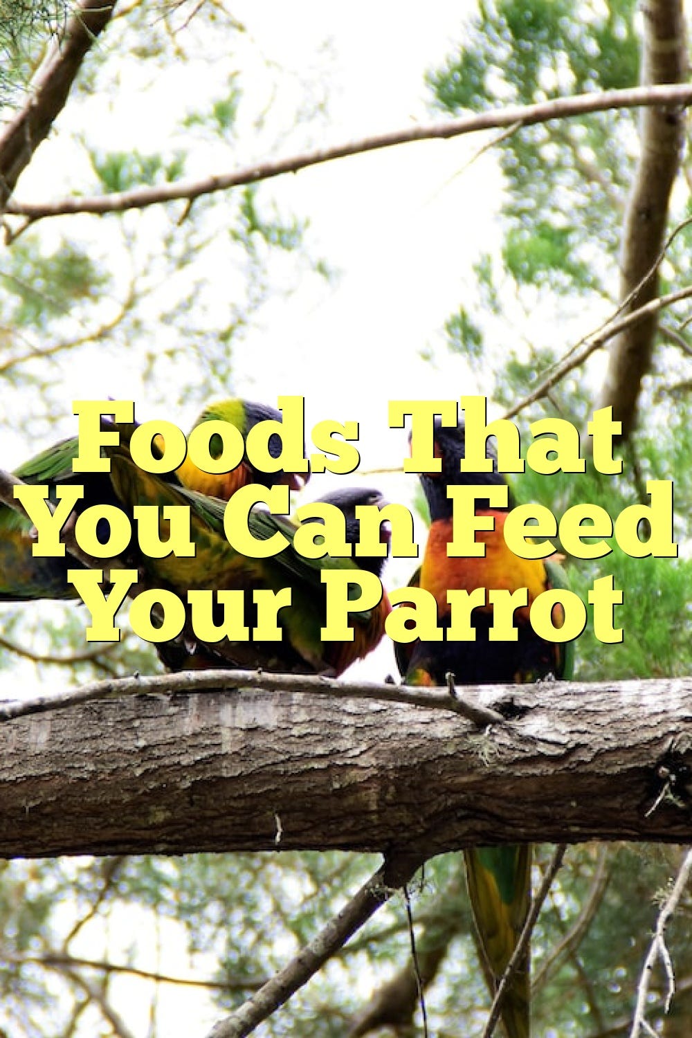 Foods That You Can Feed Your Parrot by Birdsquestions Medium