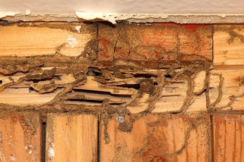 homeowners-insurance-does-it-cover-termite-damage-01-insurance-by