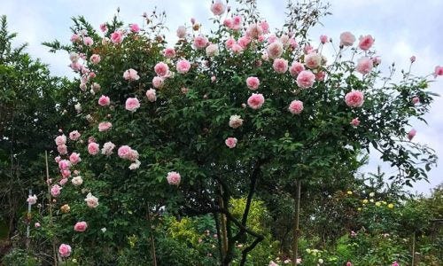 Tên các loài hoa hồng ở việt nam và thế giới đẹp | by Shop Hoa ...