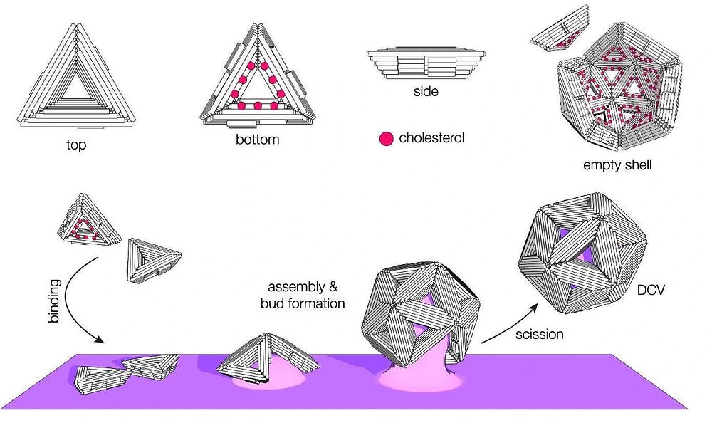 Budding DNA Origami: Crafting Synthetic Cell Membrane Systems!