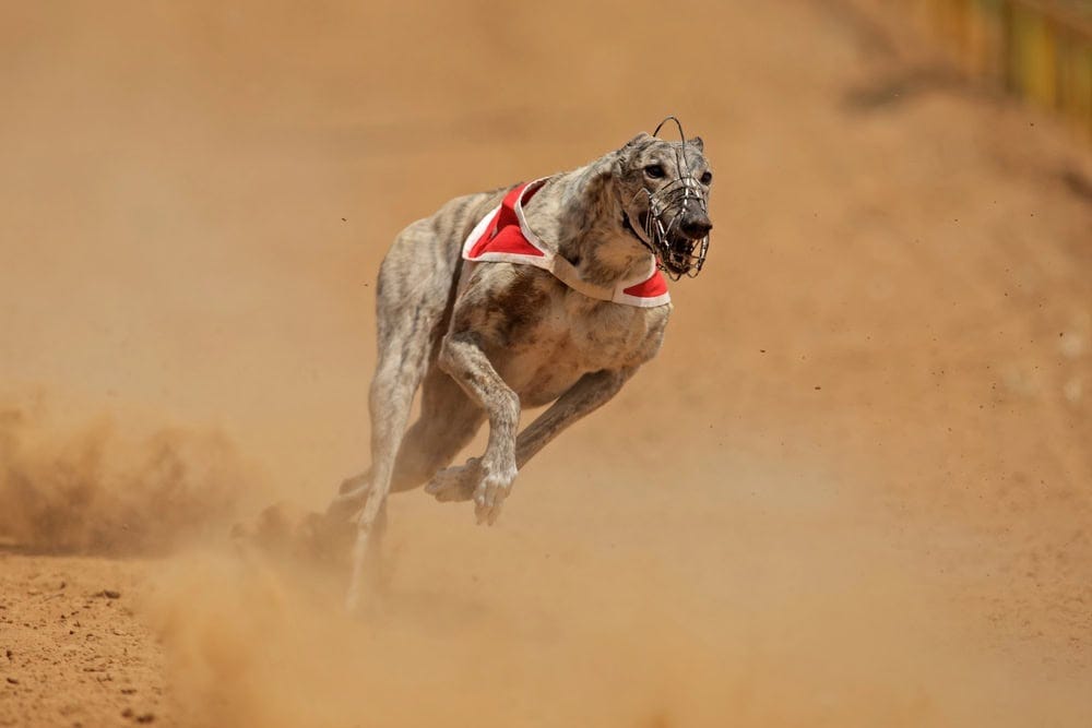 Fast Dog Running Running Fastest Dog Breed In World World Fastest