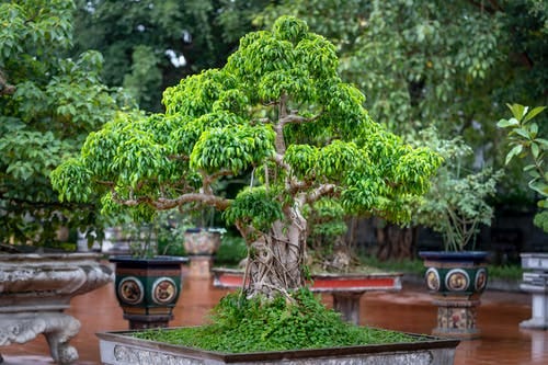 Everything You Need to Know About Bonsai Tree Pots (Literally!)