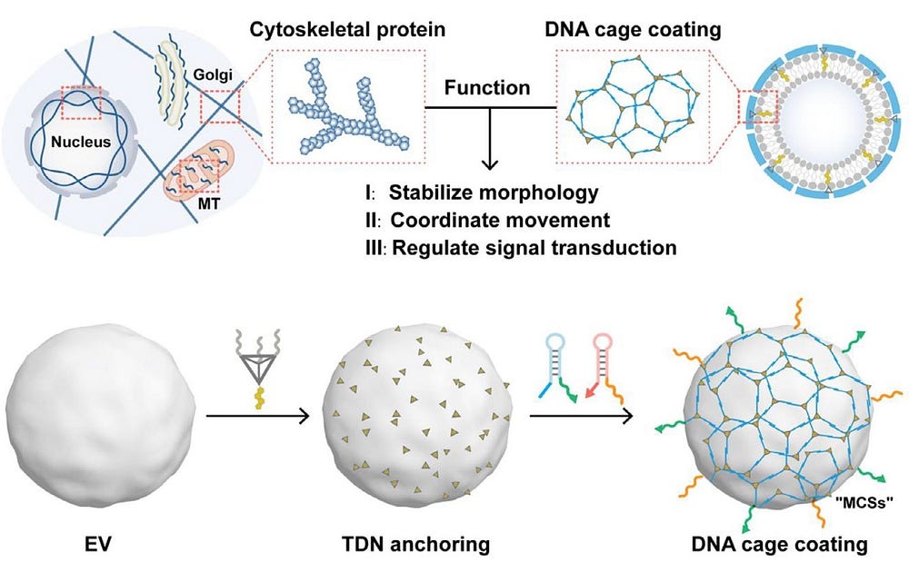 DNA Nanocages: Synthetic Organelles Redefine Cellular Engineering!
