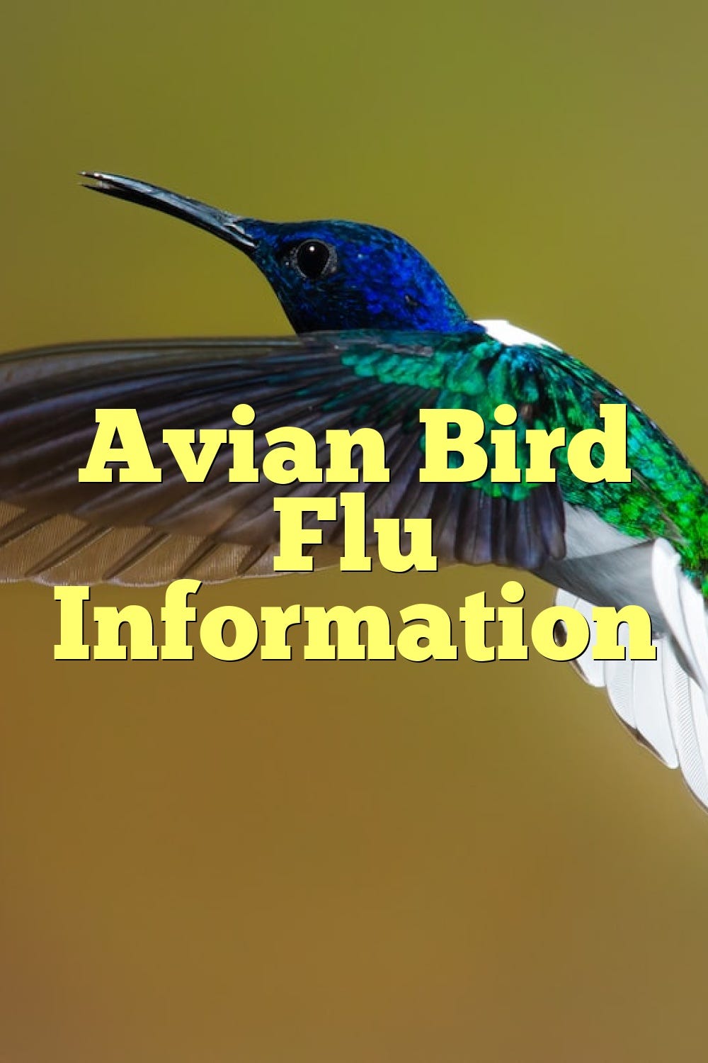 Avian Bird Flu Information by Birdsquestions Medium