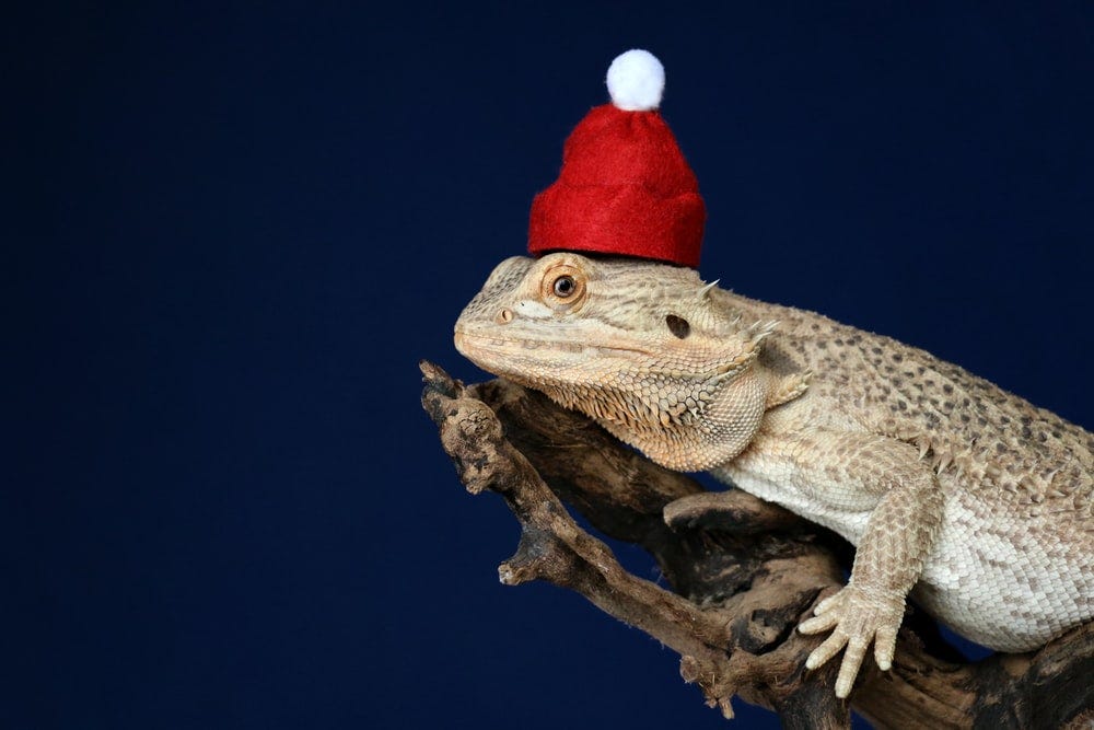 I Lost My Bearded Dragon and My Faith in Humanity on Flight AA632 to