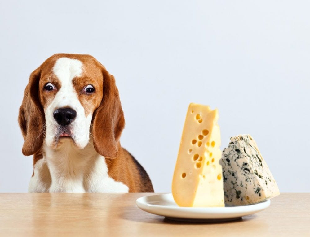 Healthiest human food for dogs cheap
