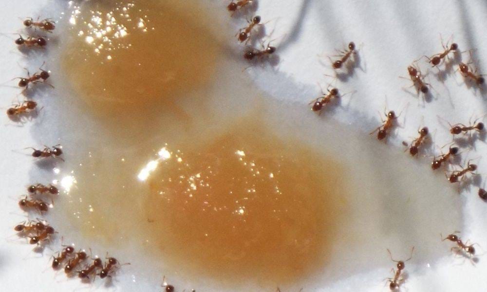 Ways to Prevent Ants from Taking Over Your Kitchen by Eosty 🔹 Medium