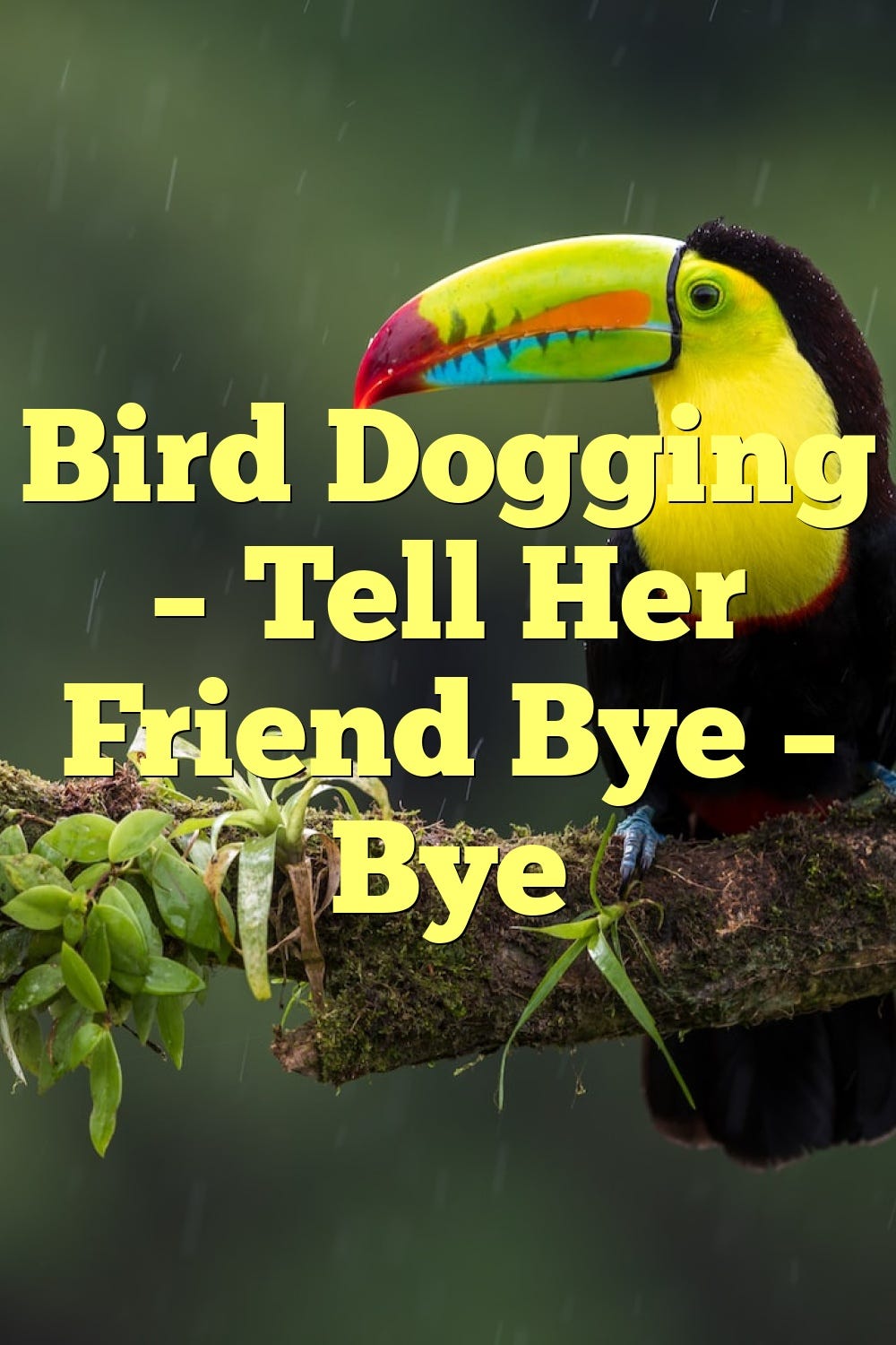 Bird Dogging — Tell Her Friend Bye — Bye by Birdsquestions Medium