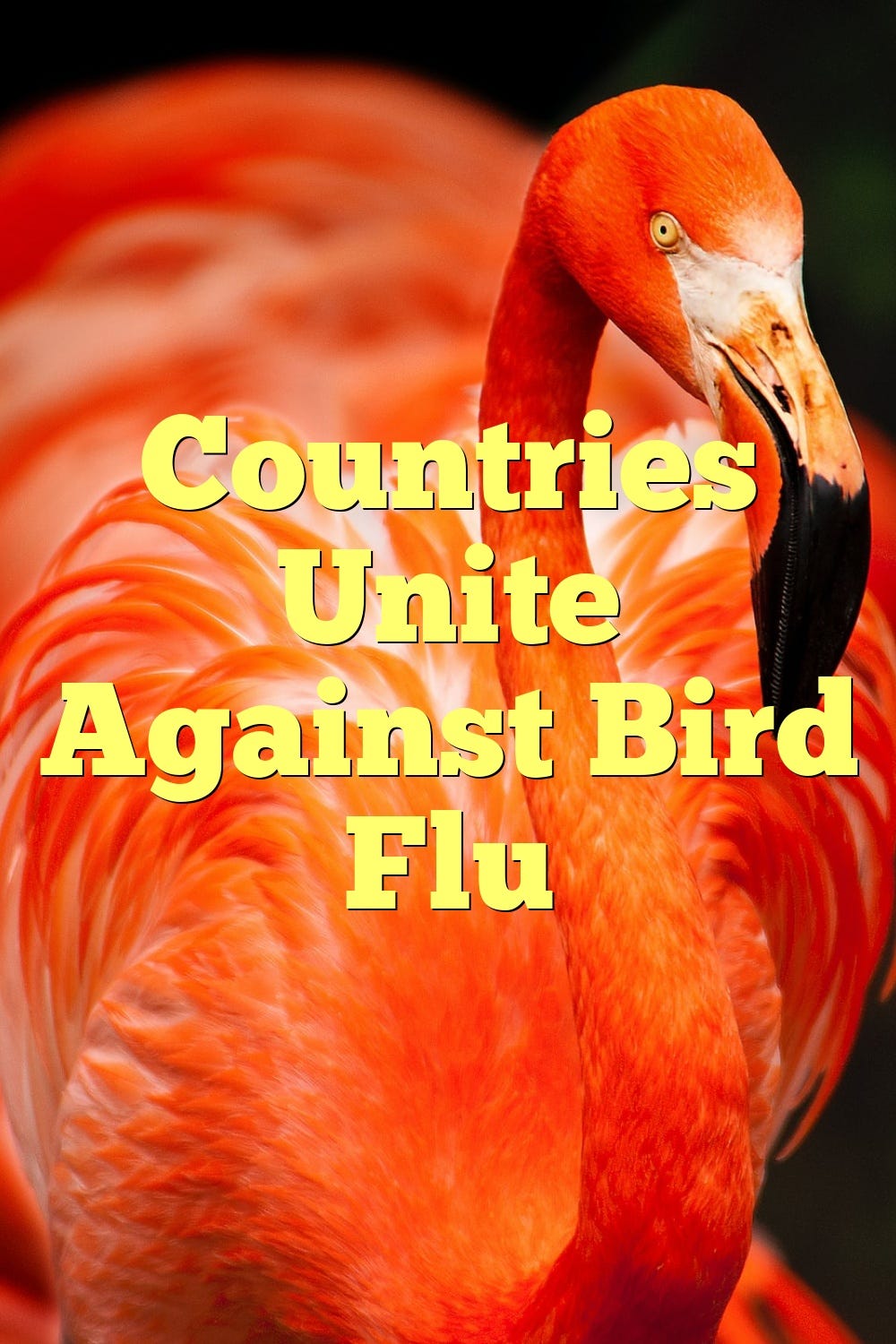Countries Unite Against Bird Flu by Birdsquestions Medium