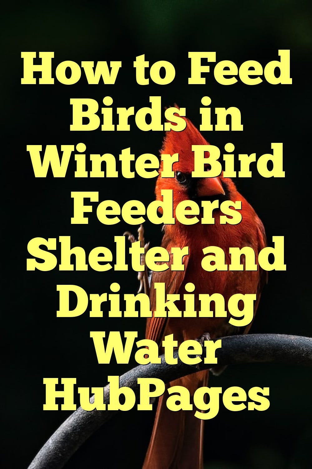 How to Feed Birds in Winter Bird Feeders Shelter and Drinking Water