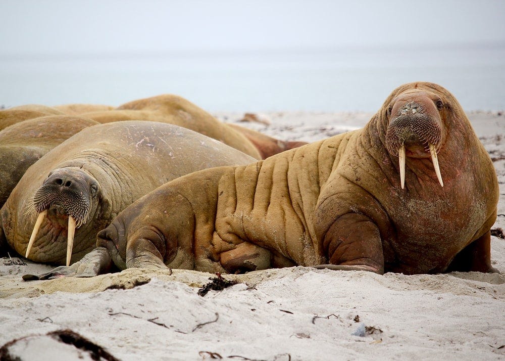 Python Walrus Operator. You Must Have Used it By Now! | by Radian ...