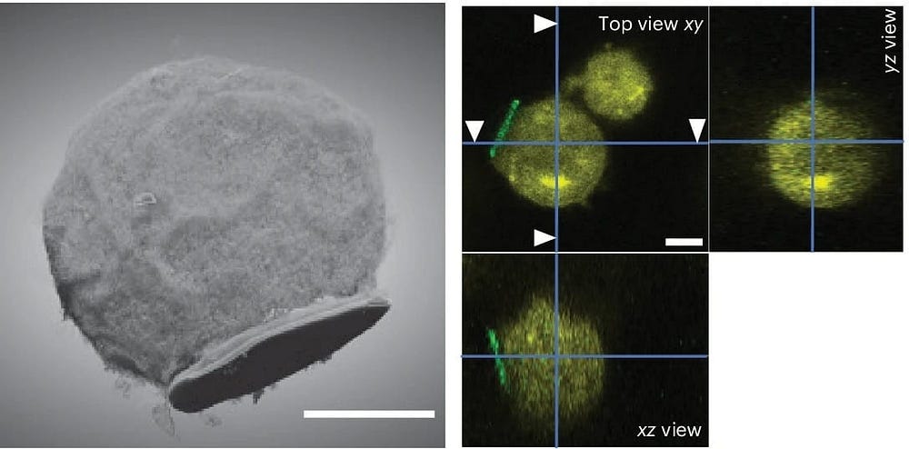 Cell-Electronics Hybrids: Immune Cells For Neural Modulation!