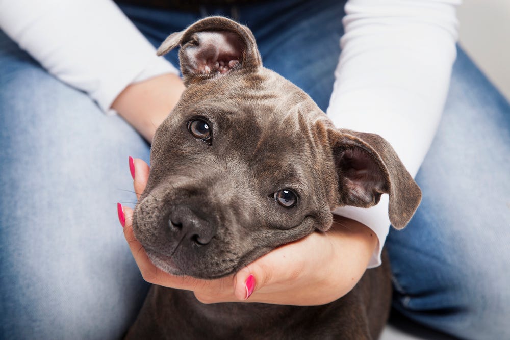 Grunting in Dogs. Dogs communicate with us in various… by