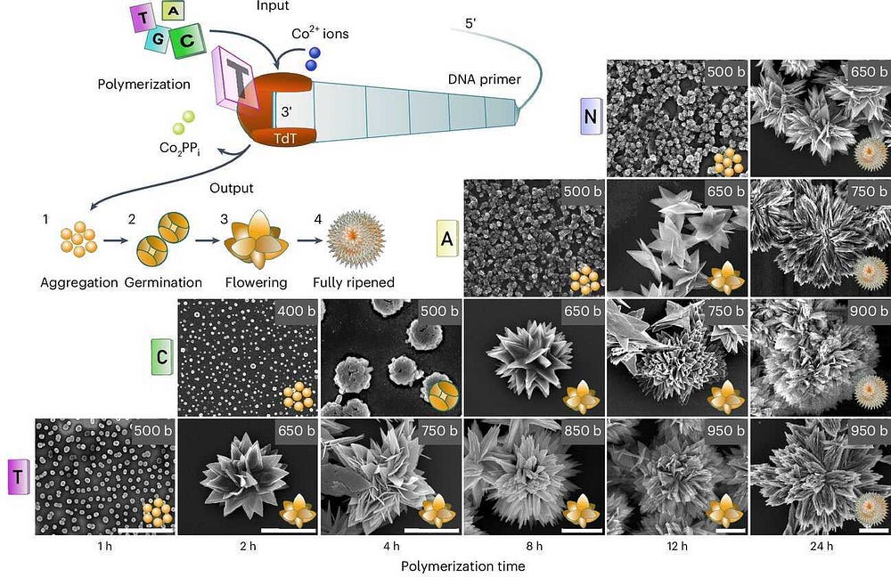 DNA Flowers: Shape-Shifting Materials Bloom with Biomimetic Magic!