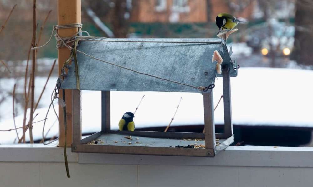 How To Keep Birds Off Porch. To keep birds off your porch, you can