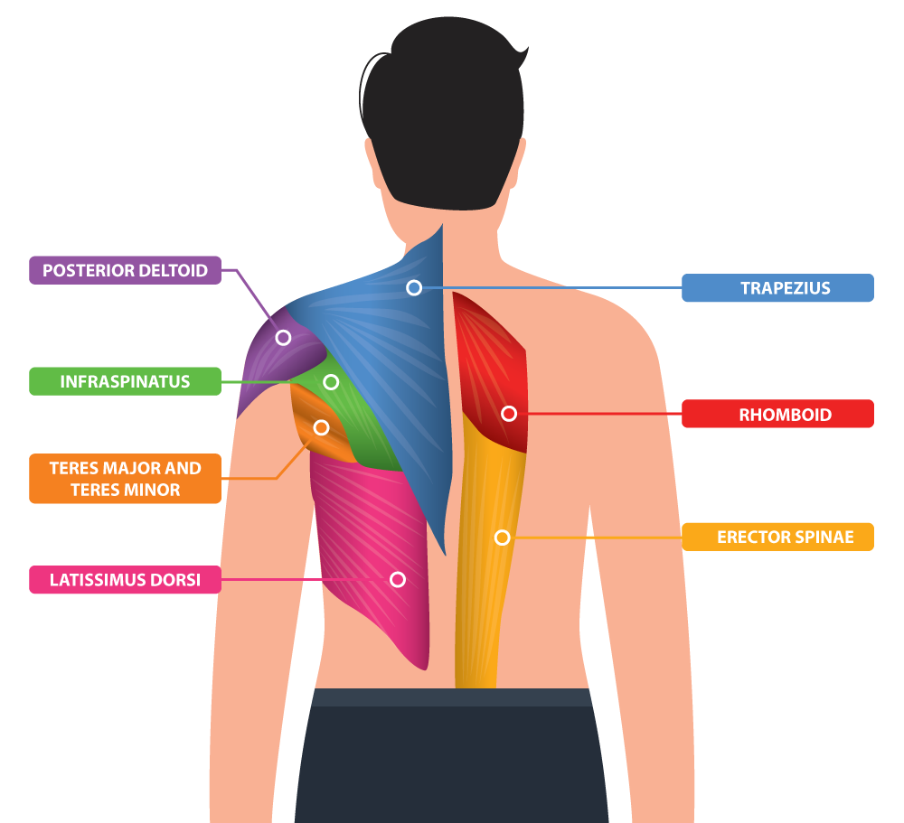 16 Best Exercises for Back Day You Should Absolutely Be Doing to See