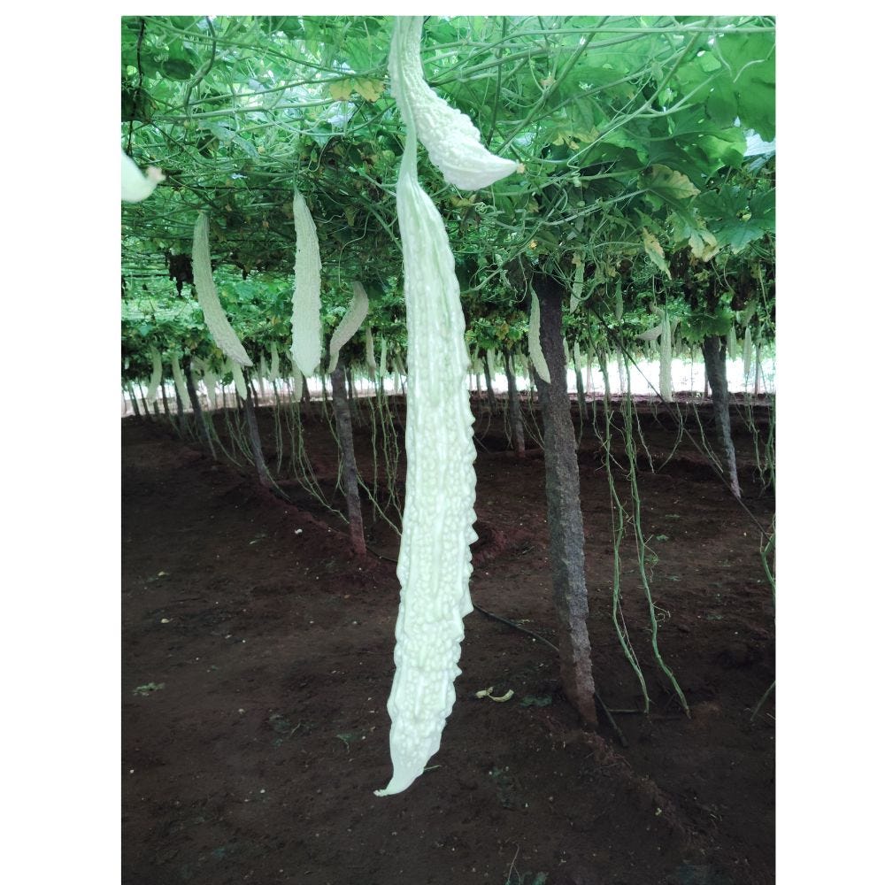 White Bitter Gourd: A Unique Indian Vegetable