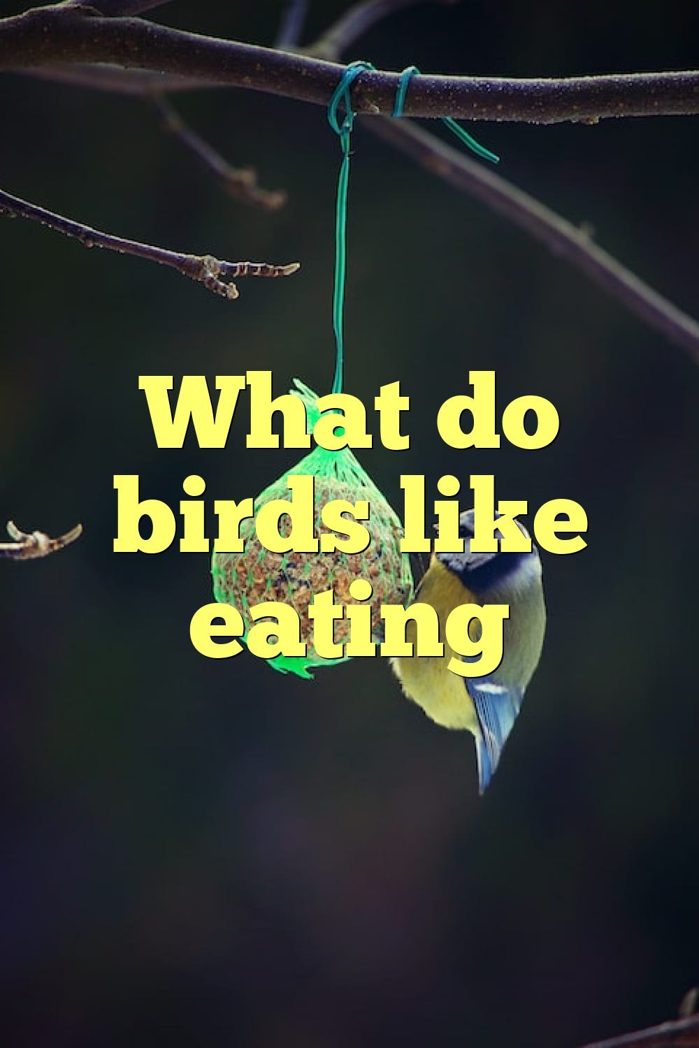 What do birds like eating by Birdsquestions Medium